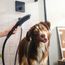 Dog Shower Bundle, 3-Spray, 1.75 GPM (Black), 04974670