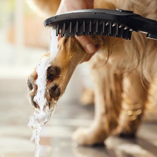 Main product image of Dog Shower Bundle, 3-Spray, 1.75 GPM (Black), 04974670
